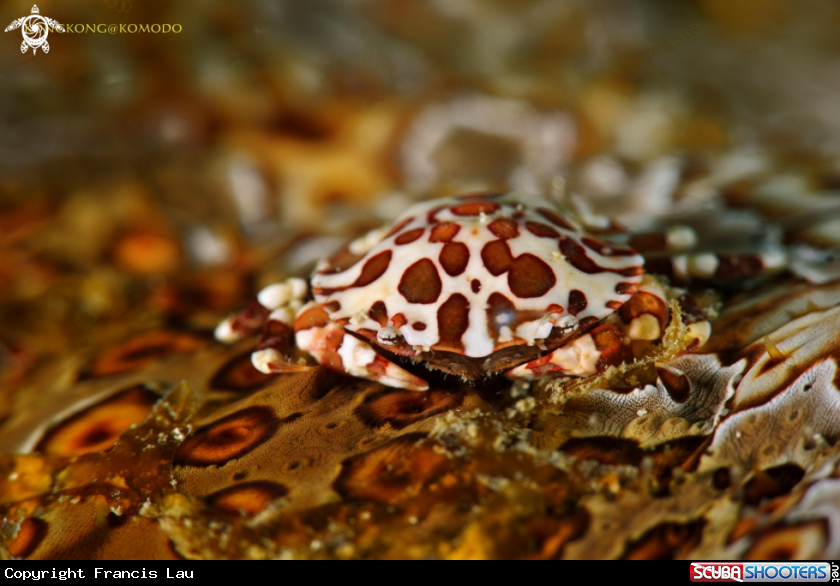 A Commensal Crab on Leopard Sea Cucumber