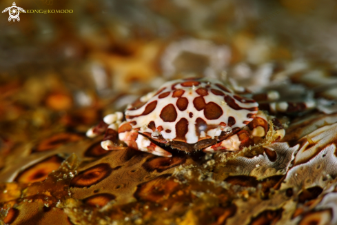 A Commensal Crab on Leopard Sea Cucumber