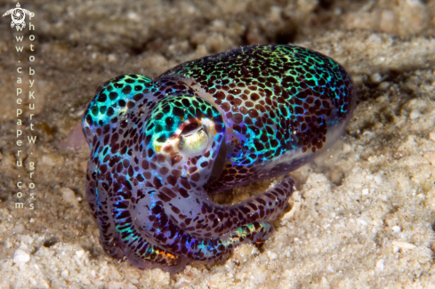 A Euprymna tasmanica | Bobtail Squid