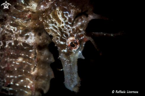 A Hippocampus guttulatus | Seahorse