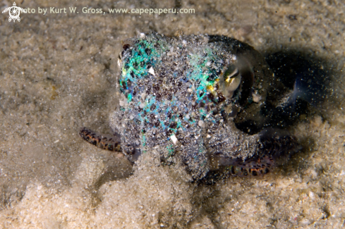 A Euprymna tasmanica | Bobtail Squid