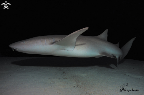 A Nebrius ferrugineus | Nurse shark