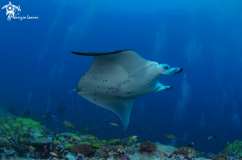 A Reef manta ray