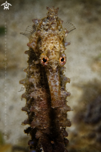 A Moluccan Sea Horse