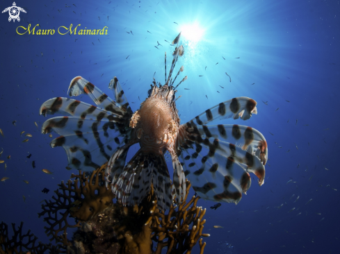 A Lionfish