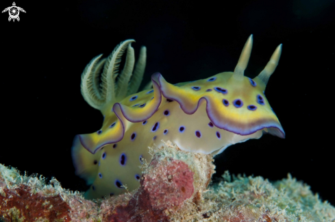 A nudi