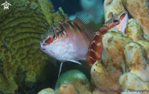 A Half-banded Seaperch