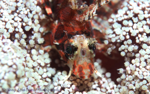 A Zebra Lionfish