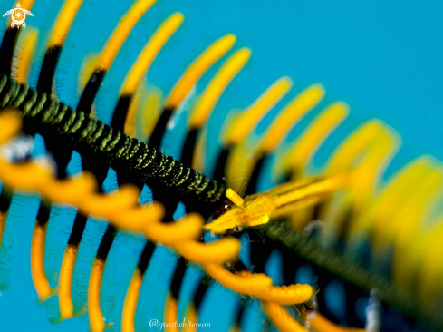 A Crinoid Shrimp