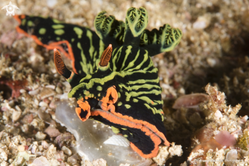 A Nudi