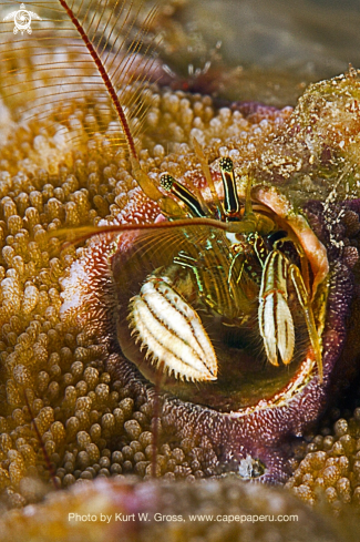 A Coenobita | Coral Hermite Crab