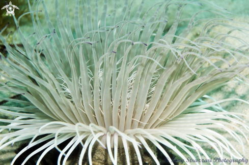 A Striated Tube Anemone