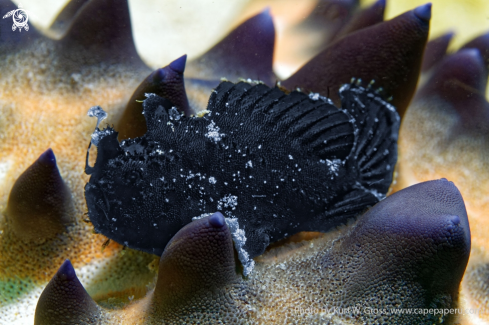 A Antennarius striatus | Hairy Frogfish