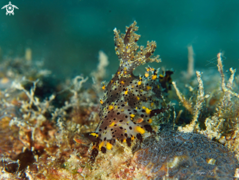 A Nudibranchs 