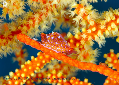 A Primovula bellica | Cowrie 