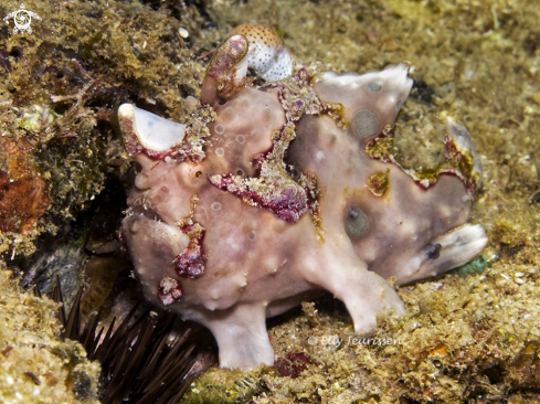 A Painted frogfish