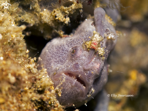 A Painted frogfish