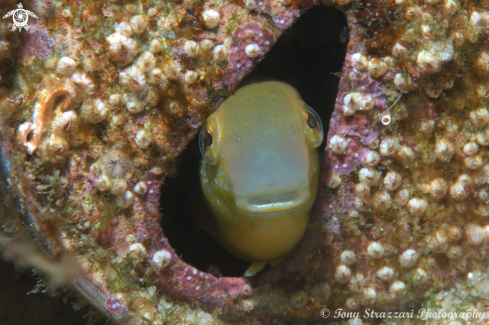 A Brown Sabretooth blenny