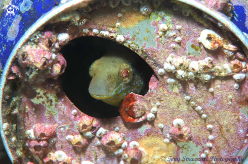 A Brown Sabretooth blenny