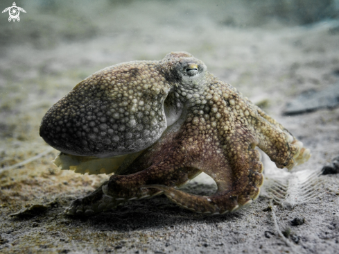 A Coconut Octopus