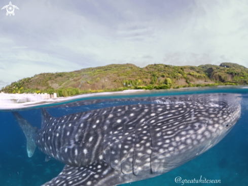 A Rhincodon typus | Whale Shark