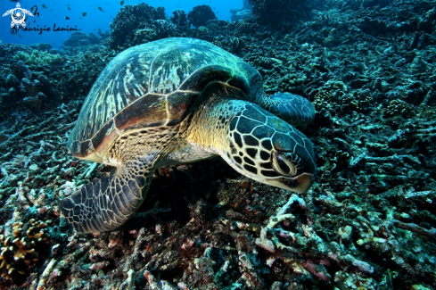 A Chelonia mydas | Green sea turtle