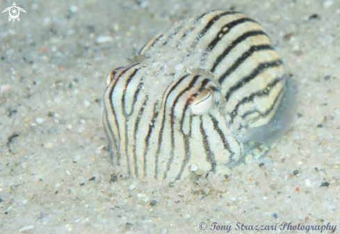 A Striped pyjama squid