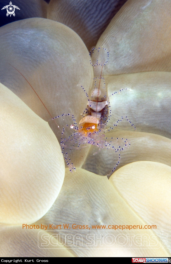 A Annother Bubble Shrimp