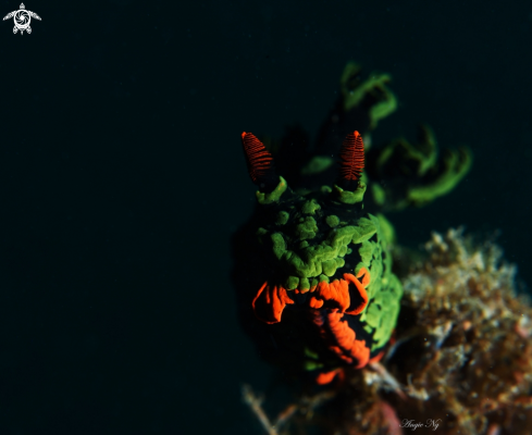 A nudibranch