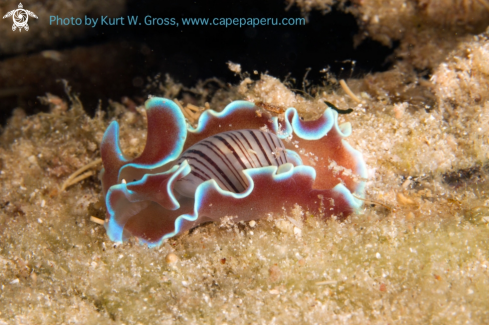 A Hydatina physis | Nudi