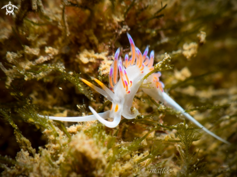 A cratena peregrina