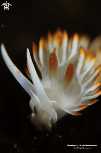 A Flabelina babai | Nudibranch