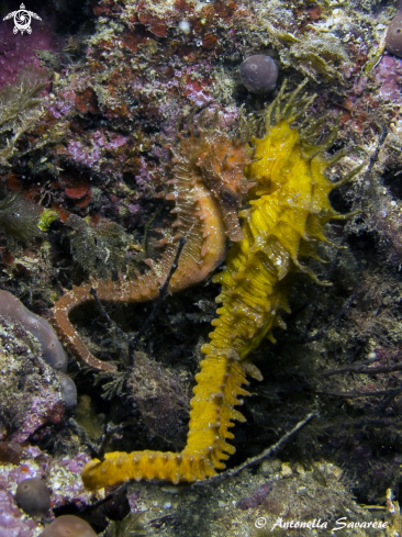 A Hippocampus guttulatus 