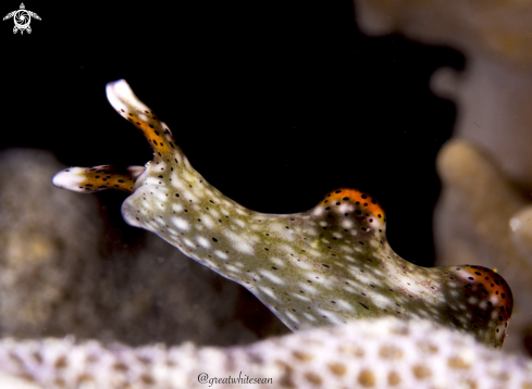 A Elysia expansa | Nudibranch