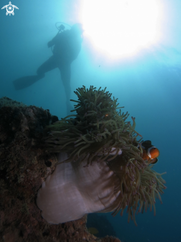 A clown fish with anemone