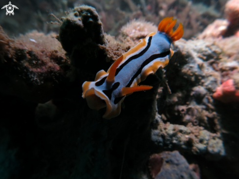 A chromodoris elisabethina | nudibranch