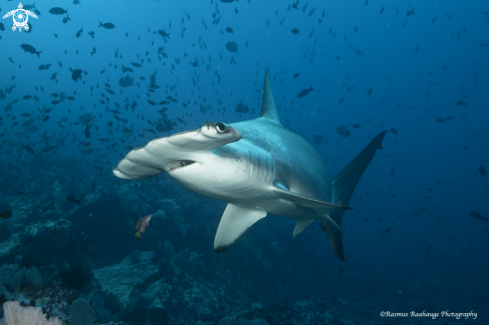 A Sphyrna lewini | Scalloped Hammerhead shark