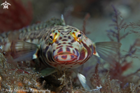 A White Streaked Grubfish