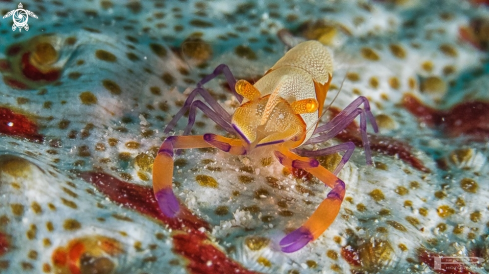 A Emporer shrimp