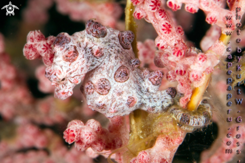 A Hippocampus bargibanti | Pygmaen Seahorse