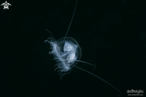 A Freshwater Jellyfish