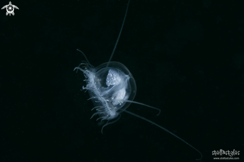 A Craspedacusta Sowerbii | Freshwater Jellyfish