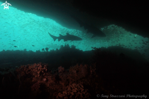 A Grey nurse shark