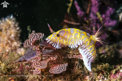 A nudibranch