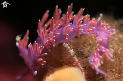 A Flabellina Affinis | Flabellina