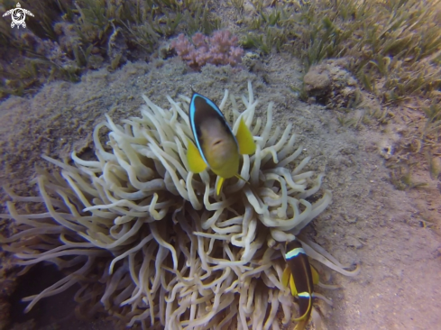 A Red Sea anemonefish