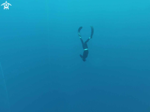 A Freediver