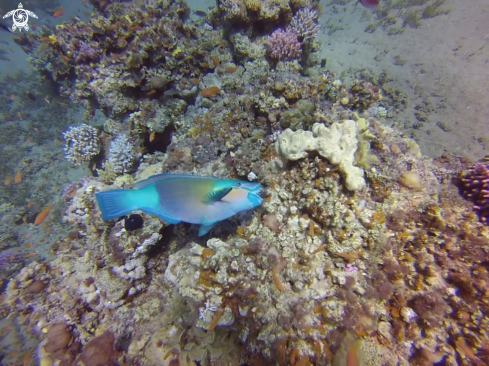 A Rusty parrotfish