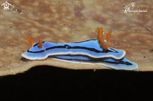 A Chromodoris lochi  | Nudibranch