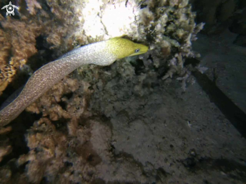 A Gymnothorax undulatus | Undulate moray